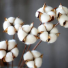 Pranamat ECO, REAL cotton REAL cotton